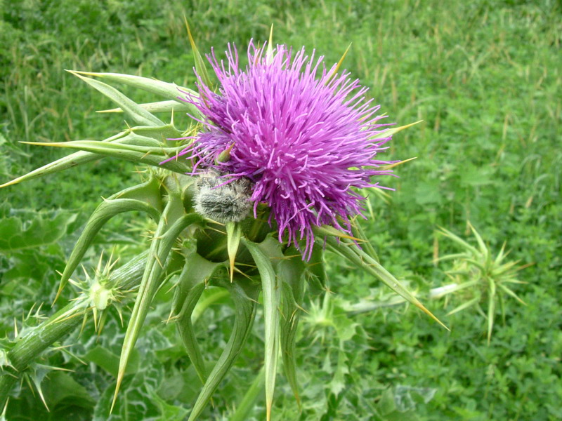 Silybum marianum / Cardo mariano